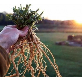 100 Ashwagandha Seeds - Organic - Withania somnifera - Indi Ginseng