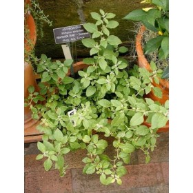 100 Ashwagandha Seeds - Organic - Withania somnifera - Indi Ginseng