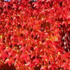 Laboratoire Floralpina - Extrait hydroglycériné Circulatoire 200ml