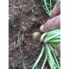 Lepidium meyenii - Maca, Peruvian maca, andes ginseng, incas travel - 200 Seeds