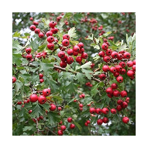 Hawthorn Crataegus Monogyna 10 English Oneseed Seeds.