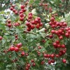 Hawthorn Crataegus Monogyna 10 English Oneseed Seeds.