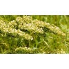 Indigo Herbs Teinture de Rumex crispus Racine 100ml - Yellow Dock Root