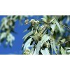 Indigo Herbs Teinture de Feuille dEucalyptus 100ml