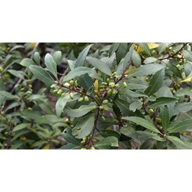 Indigo Herbs Teinture de Chuchuhuasi 100ml