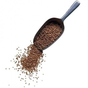 Tisane Coriandre semence ENTIERE 1 KILO Coriandrum sativum