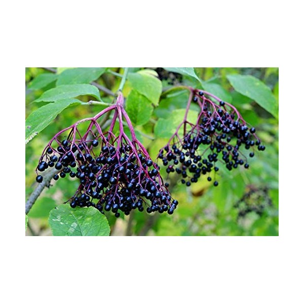 Sambucus nigra Sureau noir européen – Plante