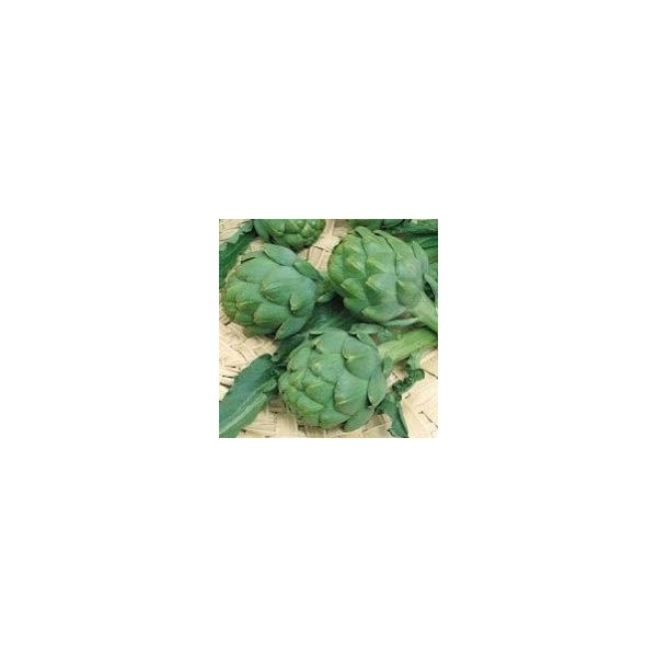 Artichaut Gros Vert de Laon - Cynara scolimus lot de 3 pieds 