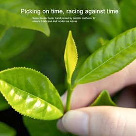 Thé vert chinois, parfum fort réfrigération thé vert cueillette à la main méthode ancienne arôme floral fruité de noix pour l