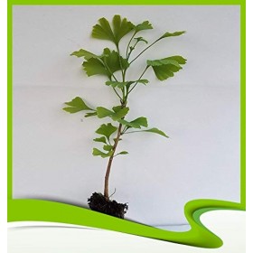 Ginkgo biloba arbre à ginkgo – Plante