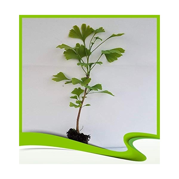 Ginkgo biloba arbre à ginkgo – Plante