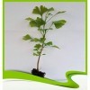 Ginkgo biloba arbre à ginkgo – Plante