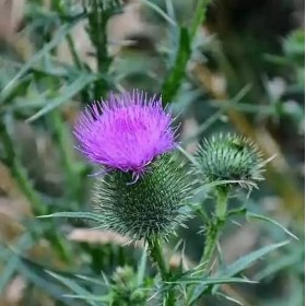 Floralpina - Complexe Digestion BIO 120 gélules - soutient la digestion, la santé du système digestif et lélimination urinai