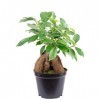 Ficus Ginseng chinois - Hauteur : environ 25 cm - Diamètre du pot : 12 cm.