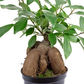 Ficus Ginseng chinois - Hauteur : environ 25 cm - Diamètre du pot : 12 cm.