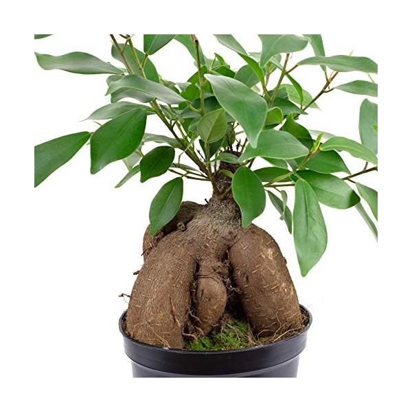 Ficus Ginseng chinois - Hauteur : environ 25 cm - Diamètre du pot : 12 cm.