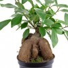 Ficus Ginseng chinois - Hauteur : environ 25 cm - Diamètre du pot : 12 cm.