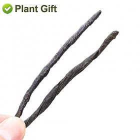 Plant Gift kuding Tea ilex latifolié / kuding cha Ku ding Cha Soin de la peau Chine Chine, Santé Naturelle, Perte de chal