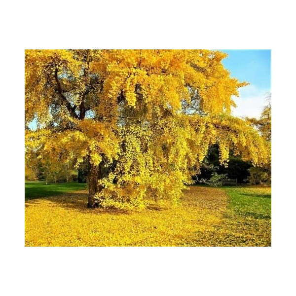 Ginkgo Biloba Seeds Tree - 10 Seeds!! VERY FRESH SEEDS!!