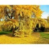 Ginkgo Biloba Seeds Tree - 10 Seeds!! VERY FRESH SEEDS!!