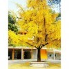 Ginkgo Biloba Seeds Tree - 10 Seeds!! VERY FRESH SEEDS!!