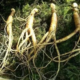 Floralpina - Ginseng rouge bio 120 gélules bon fonctionnement du système immunitaire 