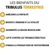 Tribulus Terrestris - 120 gélules | Hautement dosé en saponines 60% | Croissance Musculaire | Musculation | Fabriqué en Fra
