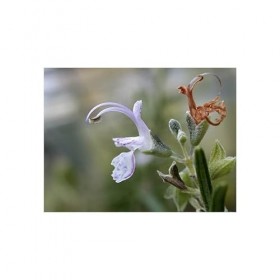 Eau florale de romarin BIO flacon 1 litre.