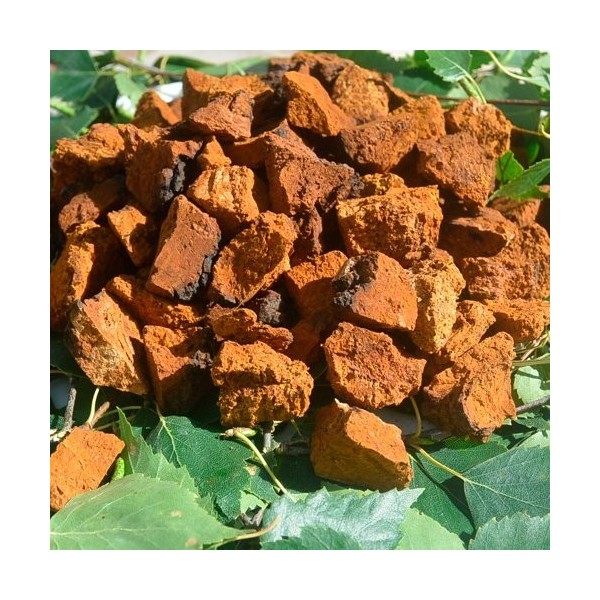 Chaga séché dEstonie 450g. haché à 5 cm.