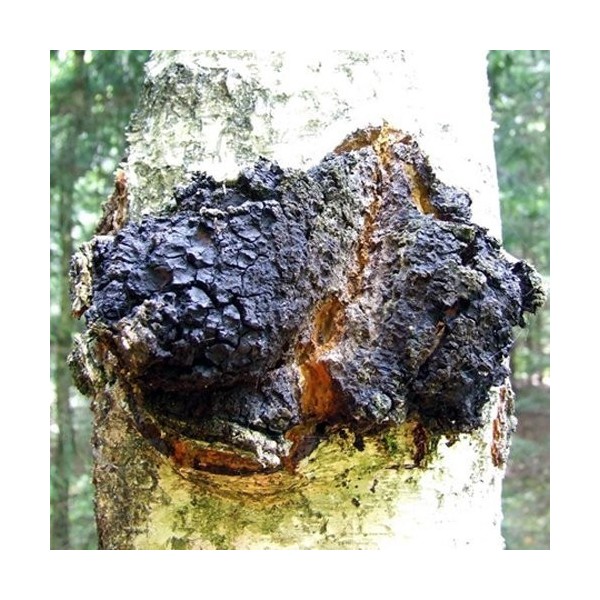 Chaga séché dEstonie 450g. haché à 5 cm.