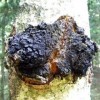 Chaga séché dEstonie 450g. haché à 5 cm.