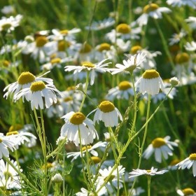 Fleurs de camomille séchées 450g. dEstonie