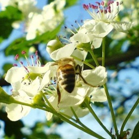 Aubépine Crataegus Fleurs séchées 450g. dEstonie