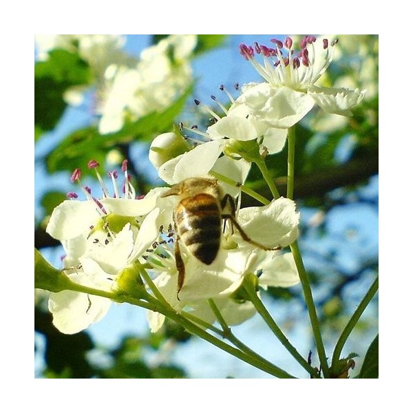 Aubépine Crataegus Fleurs séchées 450g. dEstonie