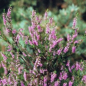 Fleurs de bruyère séchées 450g. dEstonie