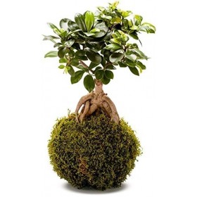 FLOWERBOX Décoration végétale Kokedama Ginseng