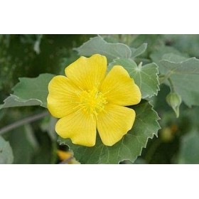 CROW Poudre naturelle de feuille datibala Abutilon indicum Kangi en poudre de mauve indienne 200 g 