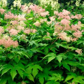 Meadowsweet Fleurs séchées 150g. dEstonie
