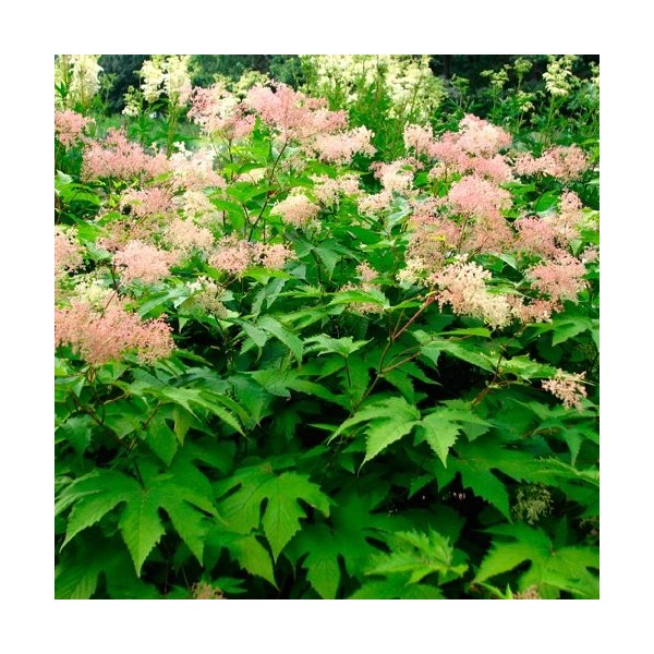 Meadowsweet Fleurs séchées 150g. dEstonie