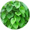 SMED Valli Organics® Seenthal Kodi/Guduchi Poudre 100 g