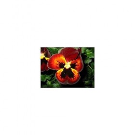 Pensée sauvage plante 1 Kg POUDRE Viola tricolor