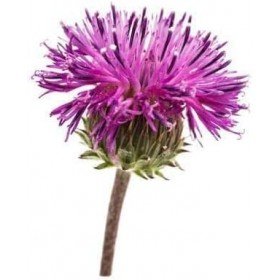 WonderLand Herbs Rhaponticum, poudre dextrait de racine de maral, 100,6 g, capacité de travail améliorée 2 