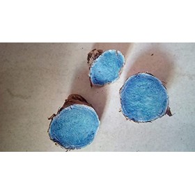 Radhna Kali Haldi indien traditionnel authentique curcuma noir/curcuma caesia 50 g/m²