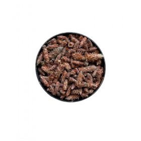 Tisane Bourgeon de PIN extra 1 KILO ENTIER Pinus sylvestris.