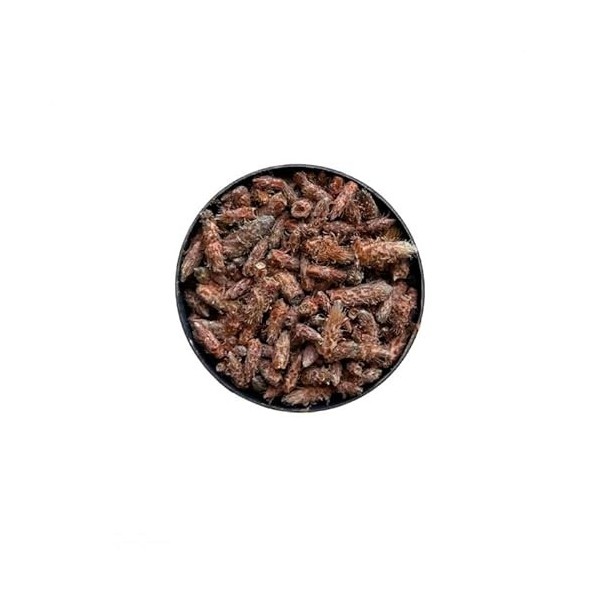 Tisane Bourgeon de PIN extra 1 KILO ENTIER Pinus sylvestris.