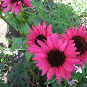 6 x Rudbeckia pourpre Fatal Attraction - Echinacea Purpurea - Godet 9x9cm