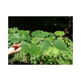 Hamamelis feuille Noisetier de Sorcière 1 Kg POUDRE Hamamelis