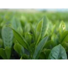 Extrait de thé vert en poudre, extrait de feuille de camélia Sinensis, 1 kg, 40 % polyphénol Compléments à base de plantes