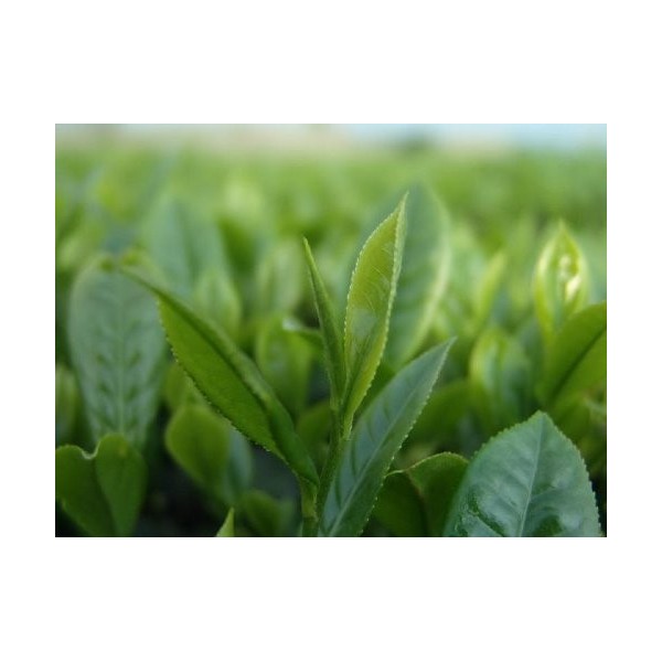 Extrait de thé vert en poudre, extrait de feuille de camélia Sinensis, 1 kg, 40 % polyphénol