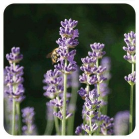 Pranarôm - Lavande aspic Lavandula spica 10 ml 